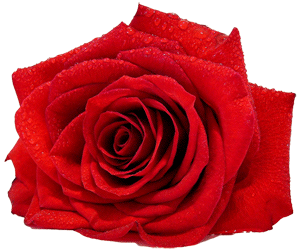 Florist Chain Icon